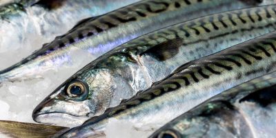 atlantic-mackerel
